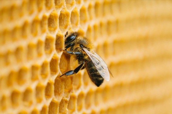 El rol de las abejas en el ecosistema y la importancia de la apicultura