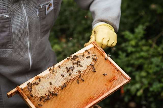 Polen de abeja_ propiedades y cómo incluirlo en tu dieta diaria