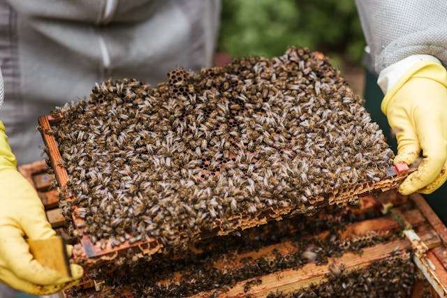 Productos de la colmena_ guía completa de sus beneficios naturales